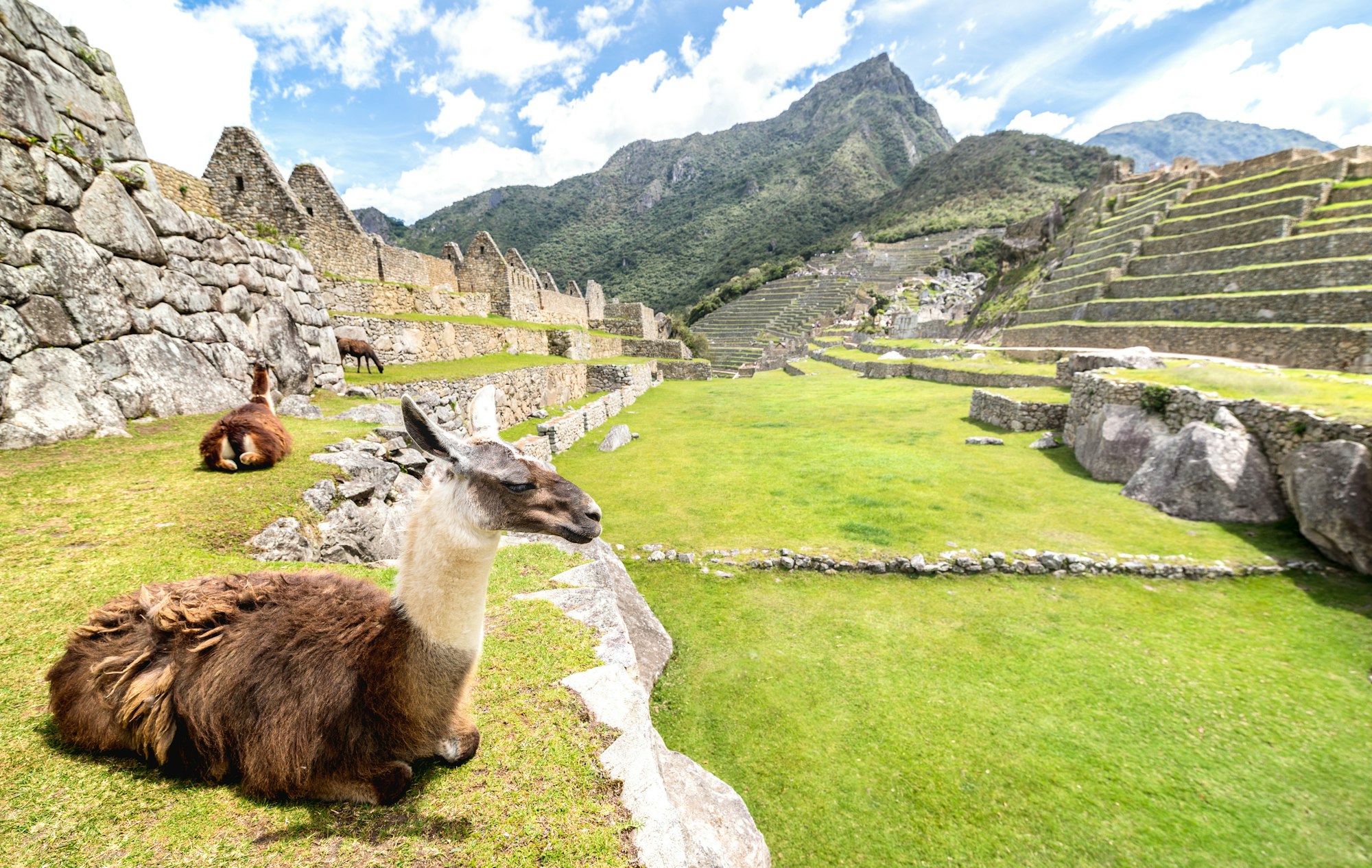 Brown and white lama resting on green meadow at Machu Picchu archaeological ruins site in Peru