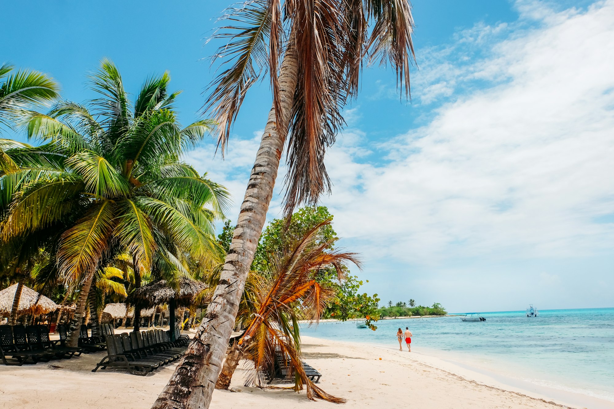 Caribbean beach with palm trees