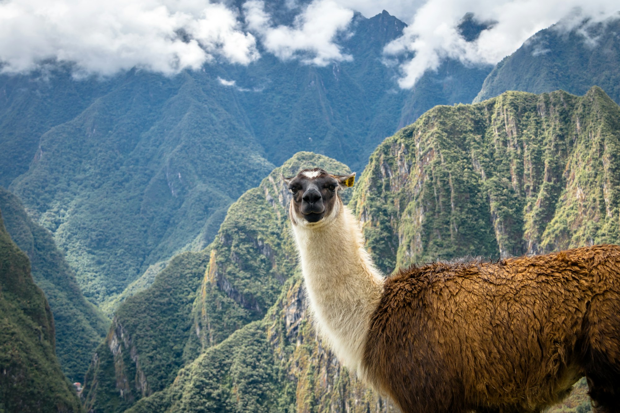 Llamas at Machu Picchu Inca Ruins - Sacred Valley, Peru