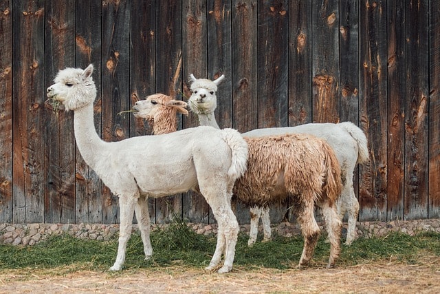 alpaca, wool, fur, herbivores, nature, head, mammal, animals, peru, zoo, agritourism, alpaca, alpaca, alpaca, alpaca, alpaca, peru