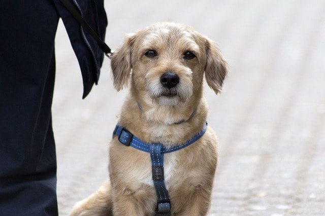 dog, pet, nature, animal, mascota, perro, hund, hunde, portrait, zagreb, croacia, croatia, hunde, hunde, hunde, hunde, hunde, croacia