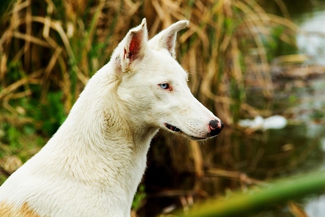 perro, pet, dog, canine, doggy, animal, nature, perros, mascota, perro, perro, perro, perro, perro