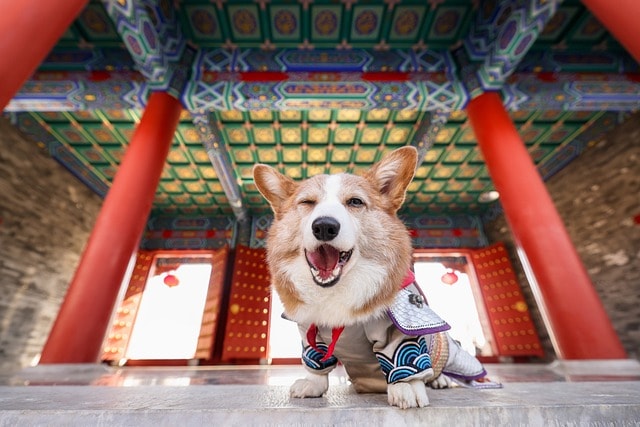 dog, corgi, pet, animal, mammal, canine, breed, temple, dog, dog, dog, nature, dog, dog, corgi, corgi, corgi, corgi, temple