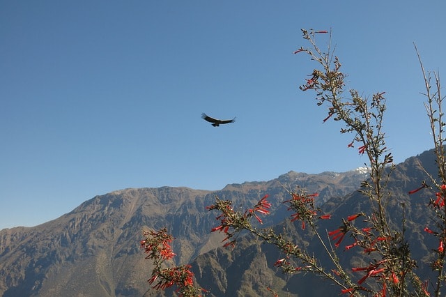 andean condor, colca canyon, the cross of the condor, peru, andean condor, colca canyon, colca canyon, colca canyon, colca canyon, colca canyon