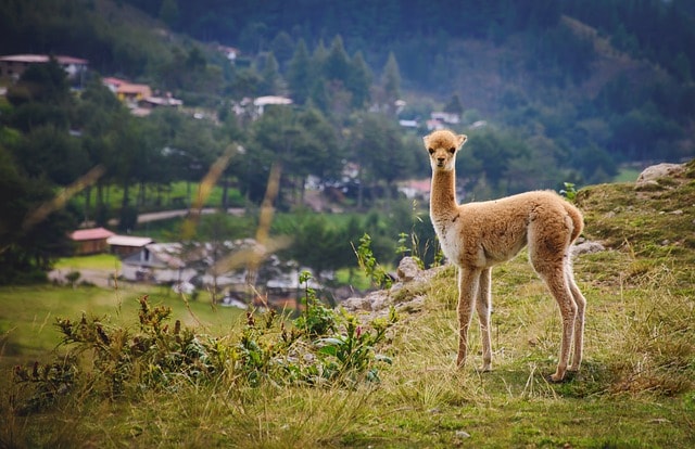 vicuna, animal, wildlife, mammal, fauna, wilderness, nature, cajamarca, perú, vicuna, vicuna, vicuna, vicuna, vicuna, perú