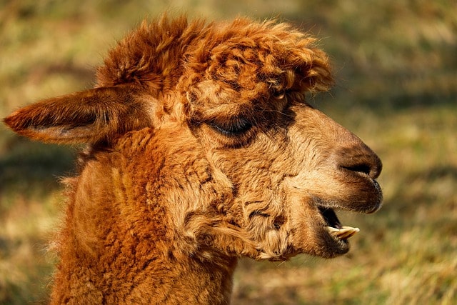 alpaca, head, nature, animal, creature, fur, wool, fluffy, face, young animal, attention, livestock, mammal, vicugna pacos, peru, animal world, alpaca, alpaca, alpaca, alpaca, peru, peru, peru, peru, peru