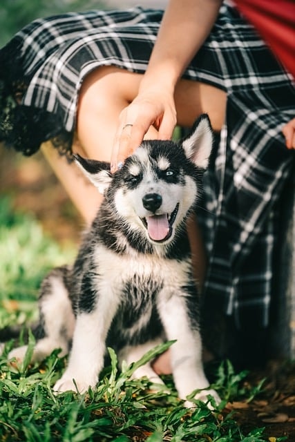 dog, pet, husky, puppy, outside, animal, dog, dog, dog, dog, dog, husky, nature, husky, puppy