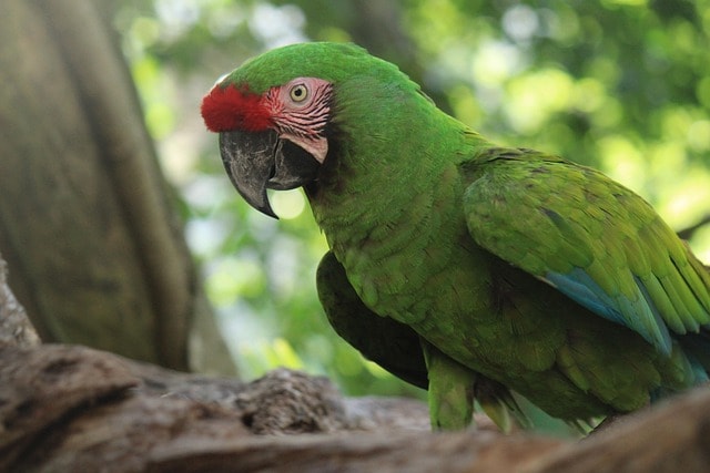 bird, parrot, tropical bird, animal, animals, nature, peak, green, colors, mascot, feather, exotic bird, zoo, xcaret, plumage, fauna, red front, trees, xcaret, xcaret, xcaret, xcaret, xcaret