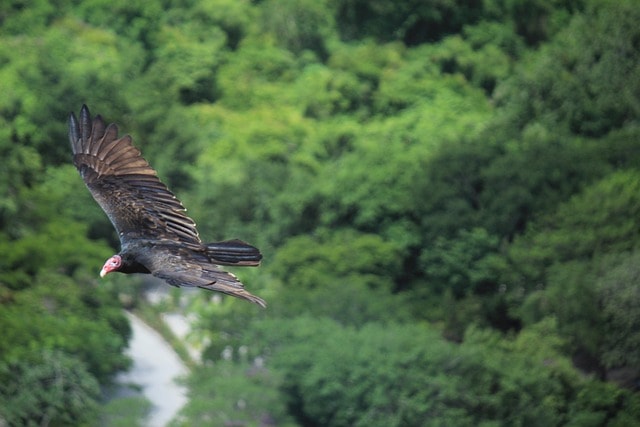 xcaret, cancun, mexico, holiday, beauty, bird, landscape, flight, nature, trees, happy