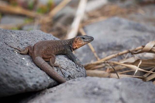 lizard, giant lizard, gran canaria, nature, canary islands, maspalomas, beach, atlantic, coast, playa del ingles, english beach