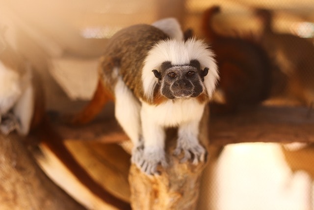 monkey, mico, mono, zoo, amazonia, naturaleza, nature, rancho, animal, silvestre, fauna, parque, brown natural, monkey, monkey, monkey, monkey, monkey, mono, mono