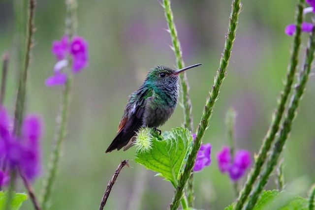 costa rica, bird, tropical, animal, wildlife, nature, avian, animal, animal, animal, animal, animal