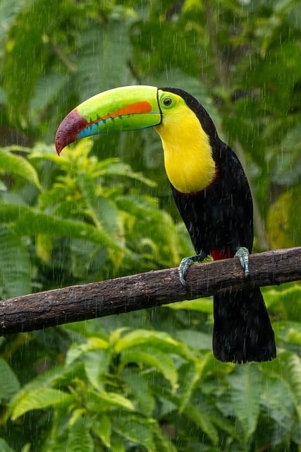 costa rica, toucan, bird, animal, nature, wildlife, avian